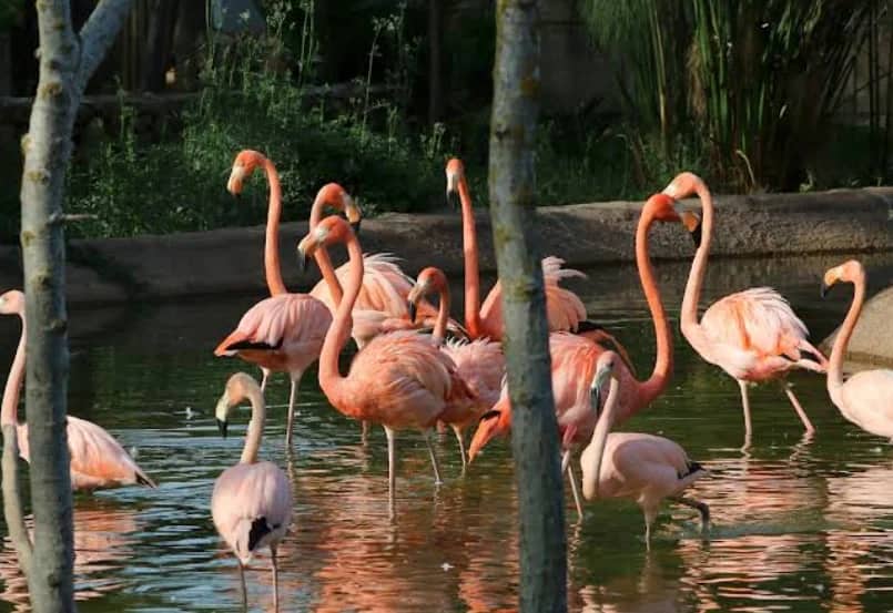 Lagos Zoo